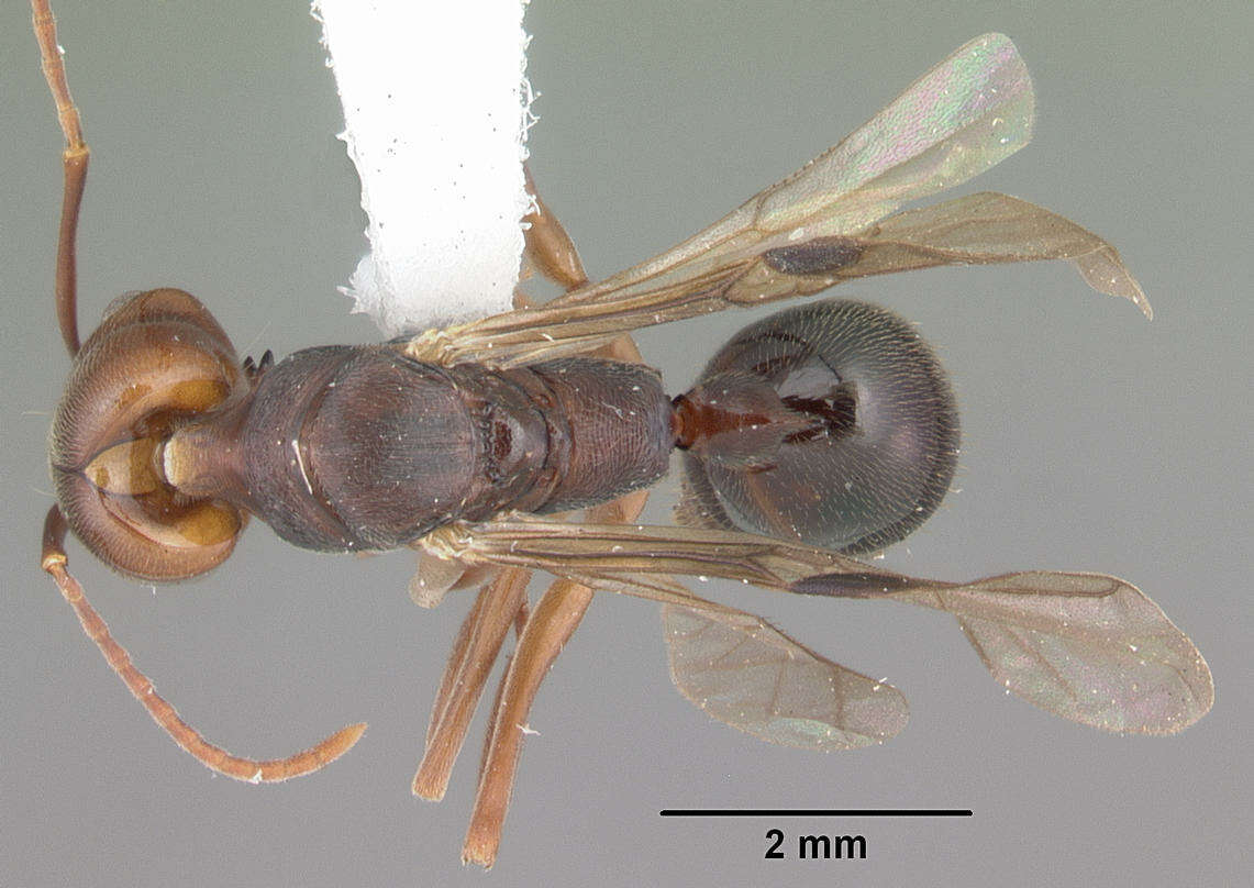 Image of Rough-node Snapping Ant