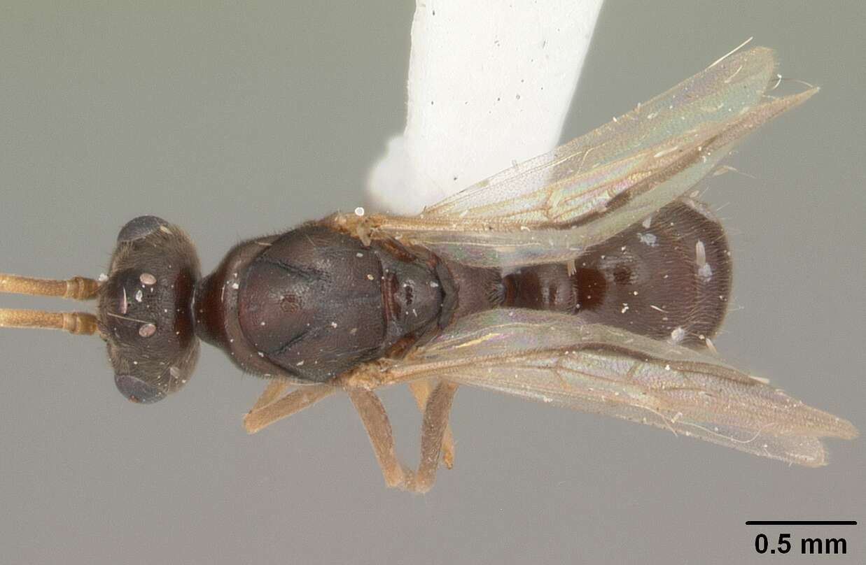 Image of Pseudoponera stigma