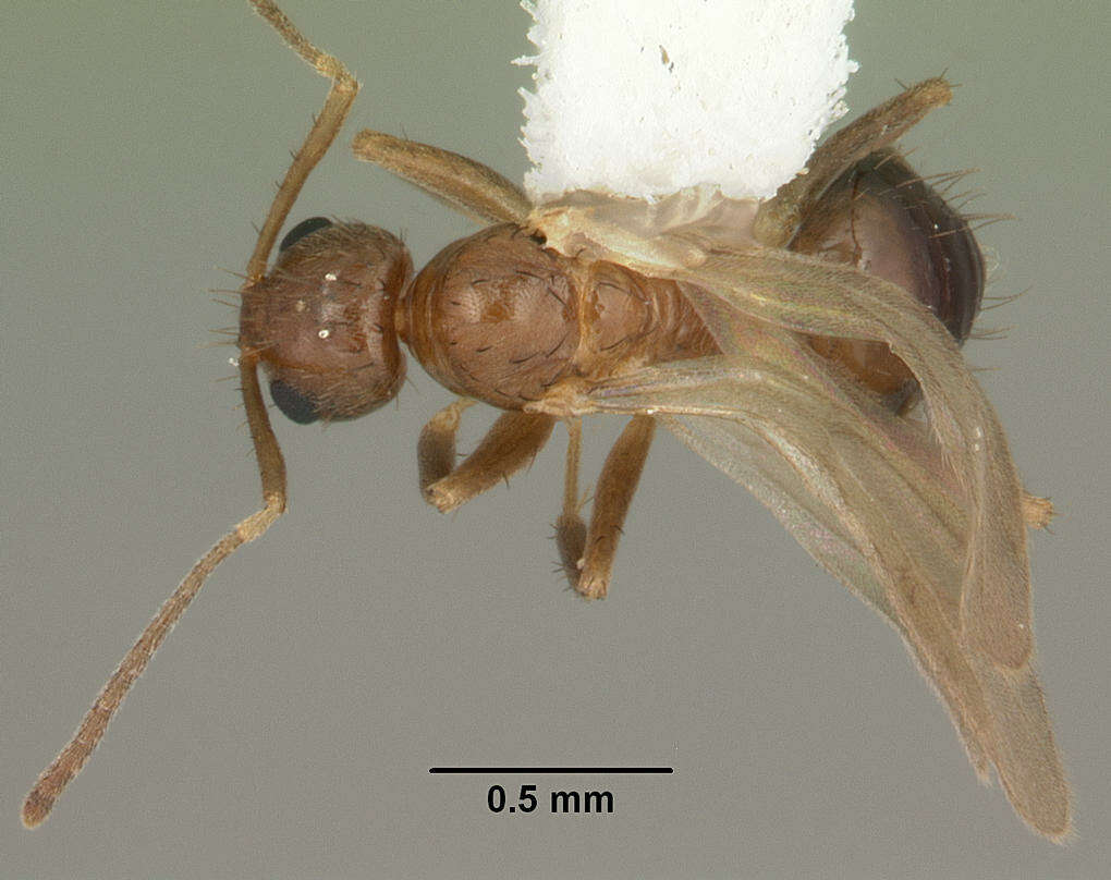 Image of Nylanderia faisonensis