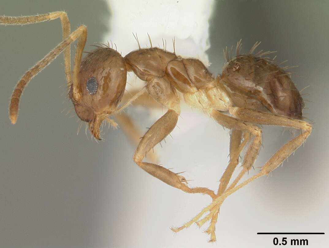 Image of Nylanderia faisonensis