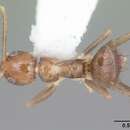 Image of Ant