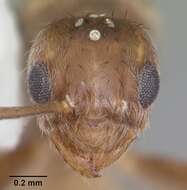 Image of Ant