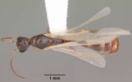 صورة Pseudomyrmex seminole Ward 1985