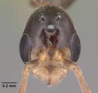 صورة Pseudomyrmex seminole Ward 1985