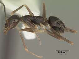 Image of Crazy Ant