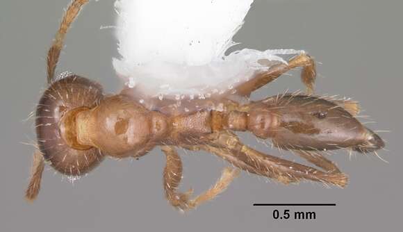 Image of Toothed Big-headed Ant