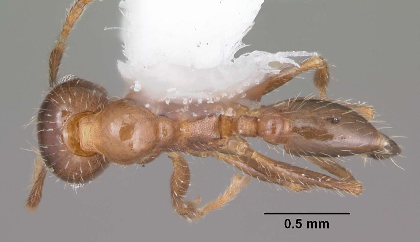 Image of Pheidole dentata Mayr 1886