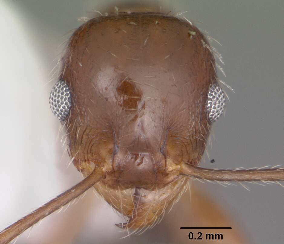 Image of Pheidole dentata Mayr 1886