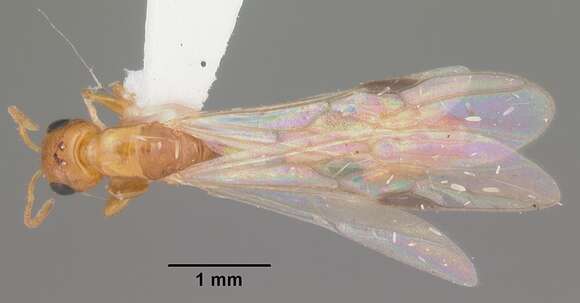 Image of Pseudomyrmex simplex (Smith 1877)