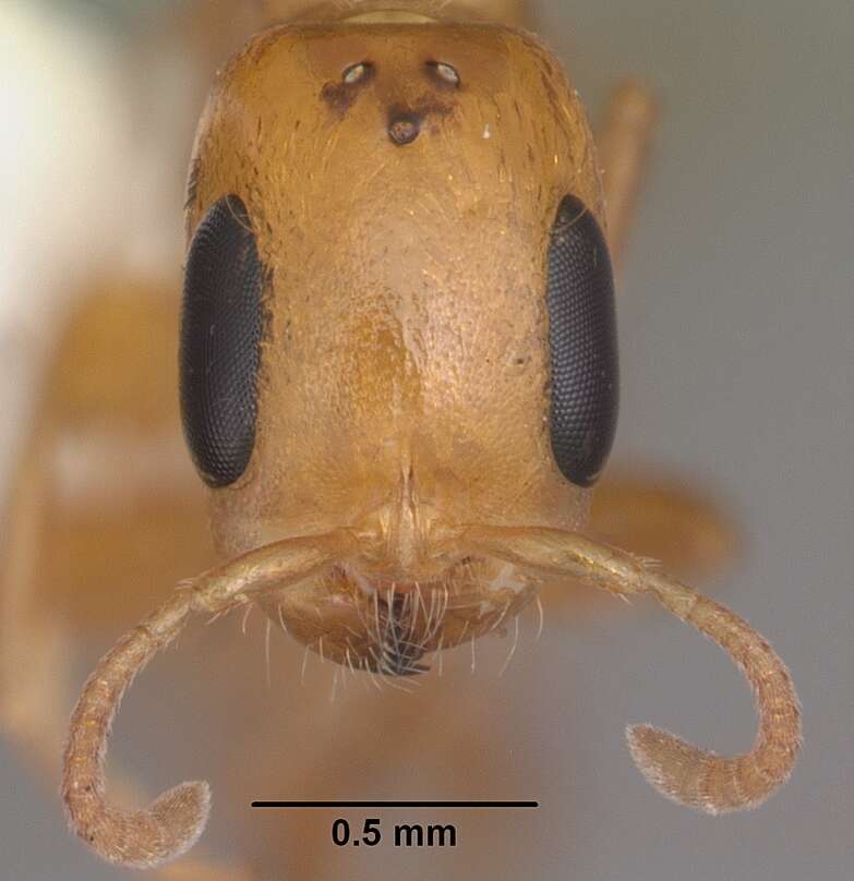 صورة Pseudomyrmex simplex (Smith 1877)