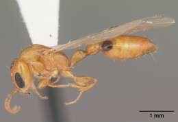 صورة Pseudomyrmex simplex (Smith 1877)