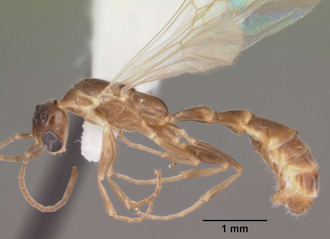 Image of Golden Twig Ant