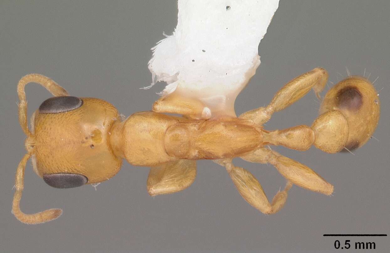 صورة Pseudomyrmex simplex (Smith 1877)