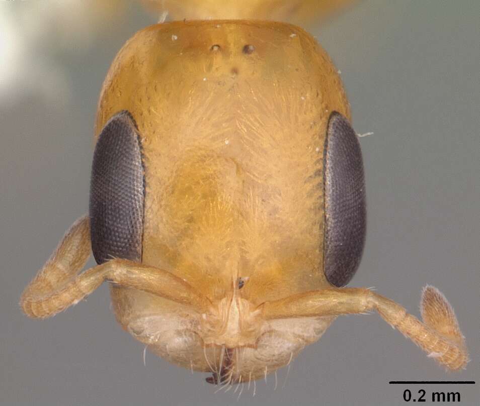 صورة Pseudomyrmex simplex (Smith 1877)