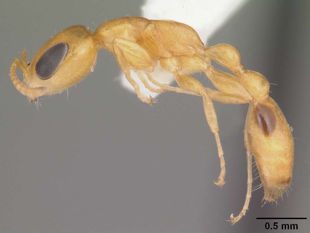 صورة Pseudomyrmex simplex (Smith 1877)