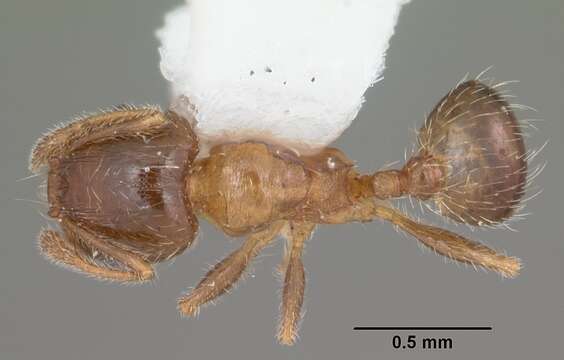 Pheidole bicarinata Mayr 1870 resmi