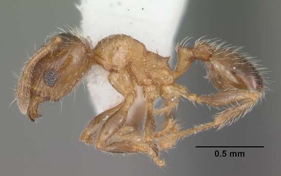 Pheidole bicarinata Mayr 1870 resmi