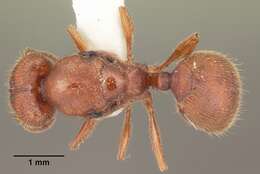 Image of Pheidole carrolli Naves 1985