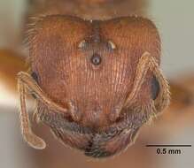 Image of Pheidole carrolli Naves 1985