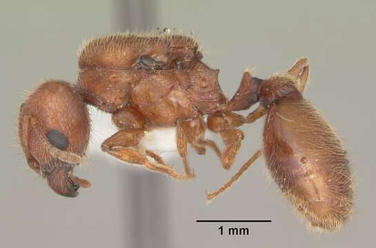 Image of Pheidole carrolli Naves 1985