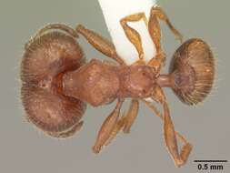 Image of Pheidole carrolli Naves 1985