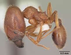 Image of Pheidole carrolli Naves 1985