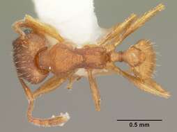 Image of Pheidole carrolli Naves 1985