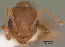 Image of Pheidole carrolli Naves 1985