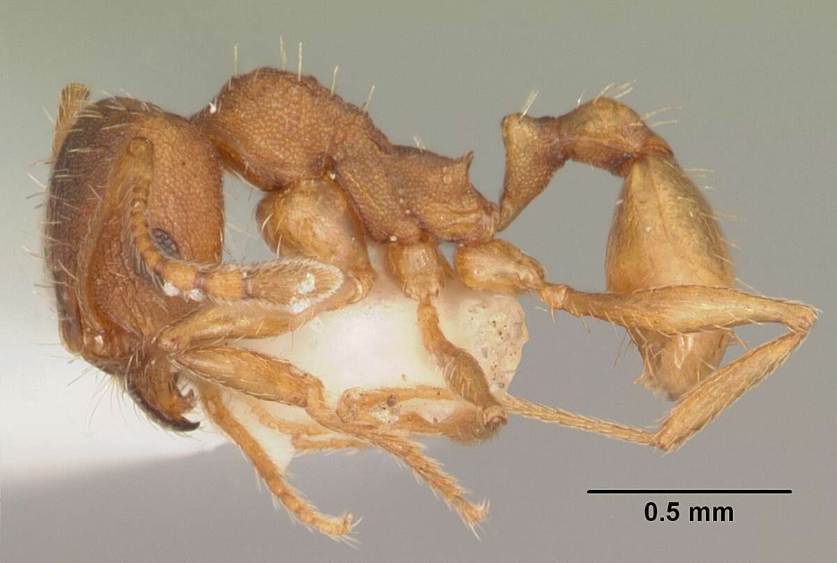 Image of Pheidole carrolli Naves 1985