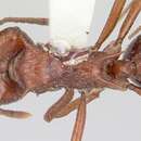 Image of Acromyrmex striatus (Roger 1863)