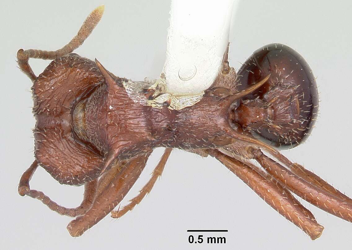 Image of Acromyrmex striatus (Roger 1863)
