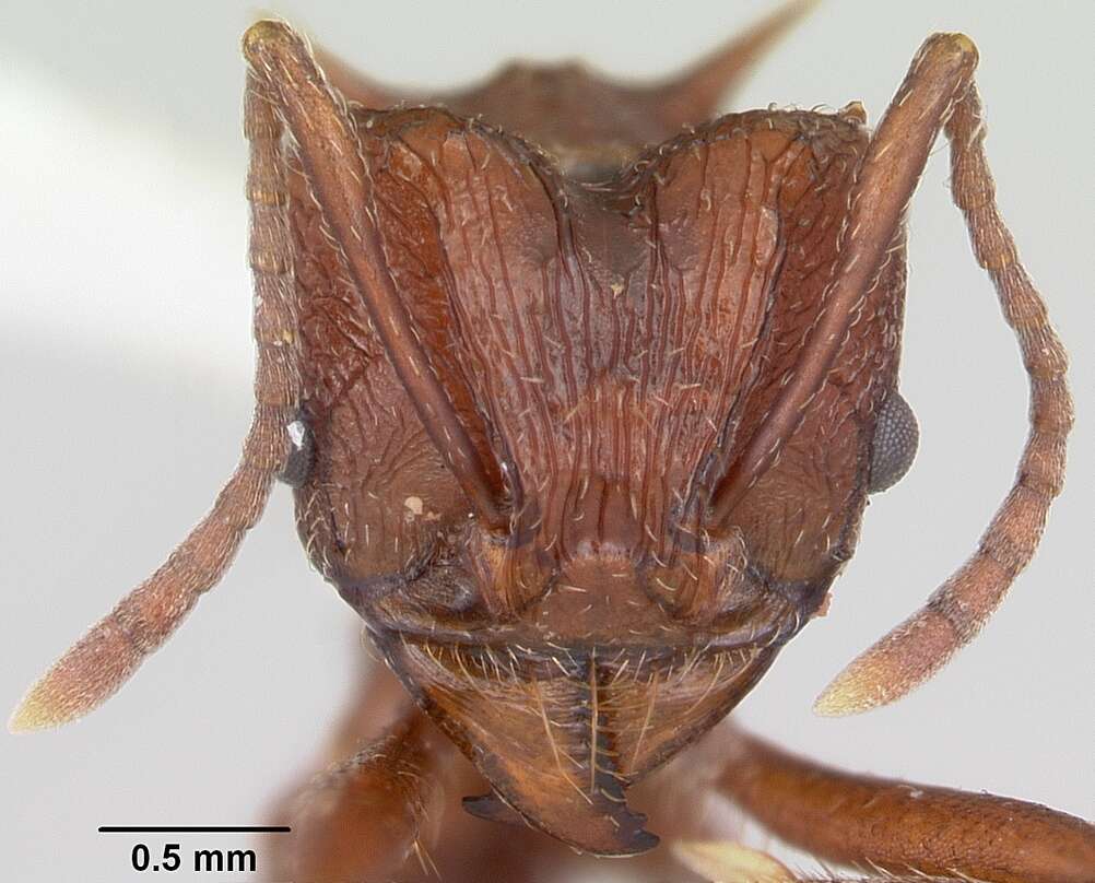 Image of Acromyrmex striatus (Roger 1863)