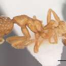 Image of Strumigenys carolinensis