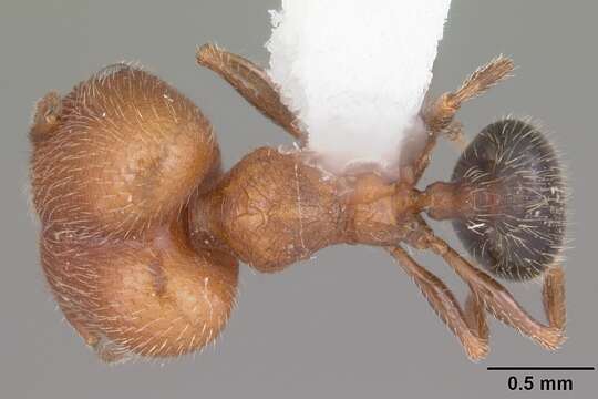 Image of Pheidole littoralis Cole 1952