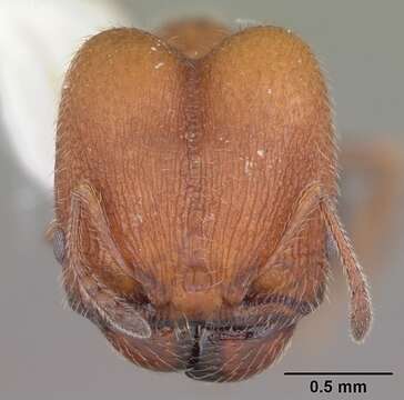 Image of Pheidole littoralis Cole 1952