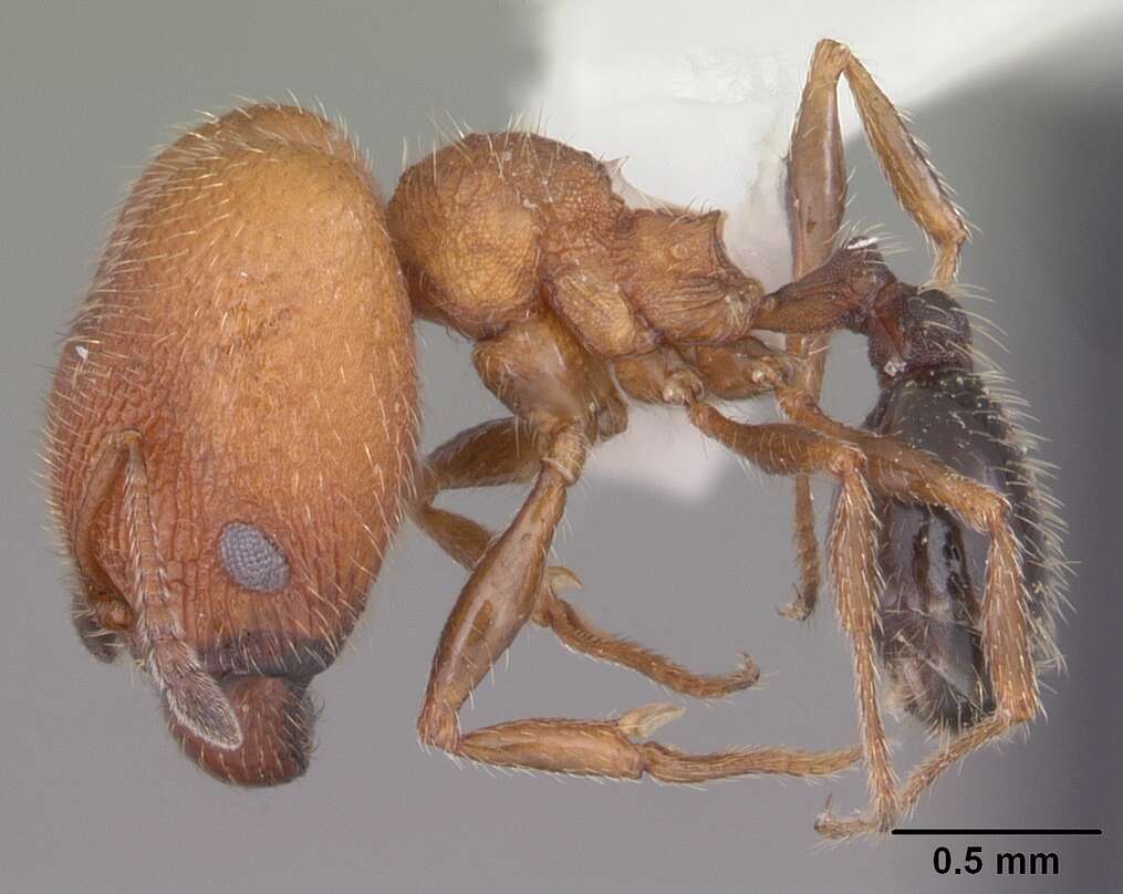 Image of Pheidole littoralis Cole 1952