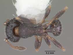 Image of Pheidole littoralis Cole 1952