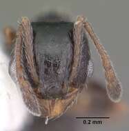 Image of Pheidole littoralis Cole 1952