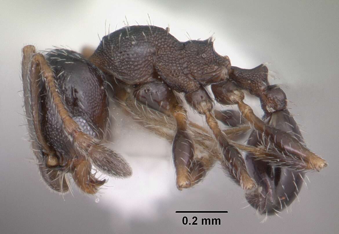 Image of Pheidole littoralis Cole 1952