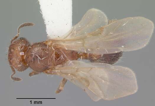 Image de Pheidole metallescens Emery 1895