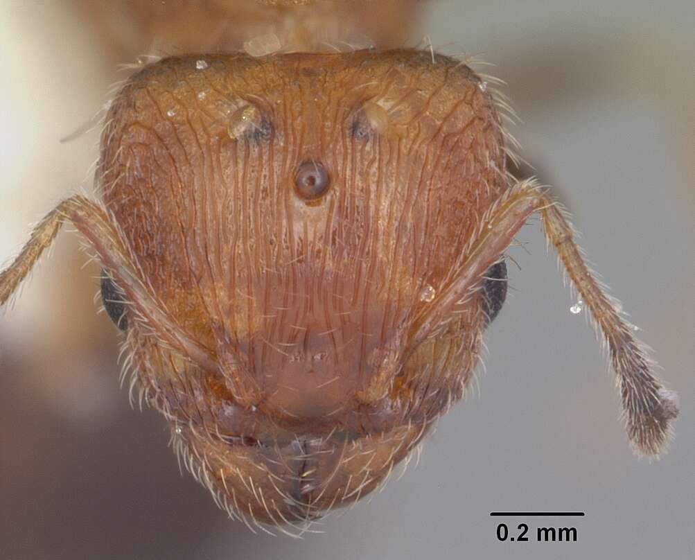 Image of Pheidole metallescens Emery 1895