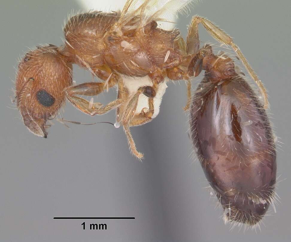 Plancia ëd Pheidole metallescens Emery 1895