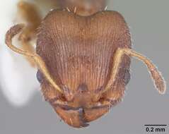 Image of Pheidole metallescens Emery 1895