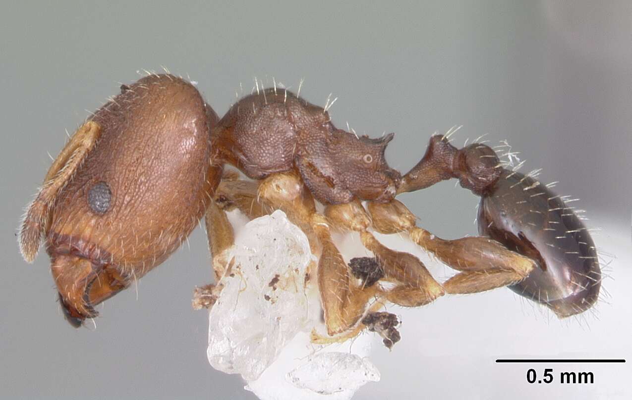 Image of Pheidole metallescens Emery 1895