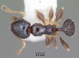 Image of Pheidole metallescens Emery 1895