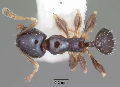 Image of Pheidole metallescens Emery 1895