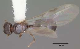 Image of Pheidole navigans