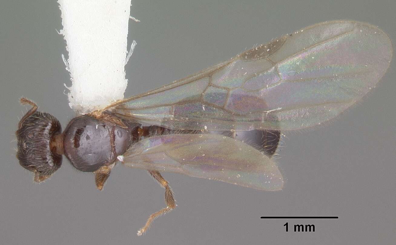 Image of Pheidole navigans