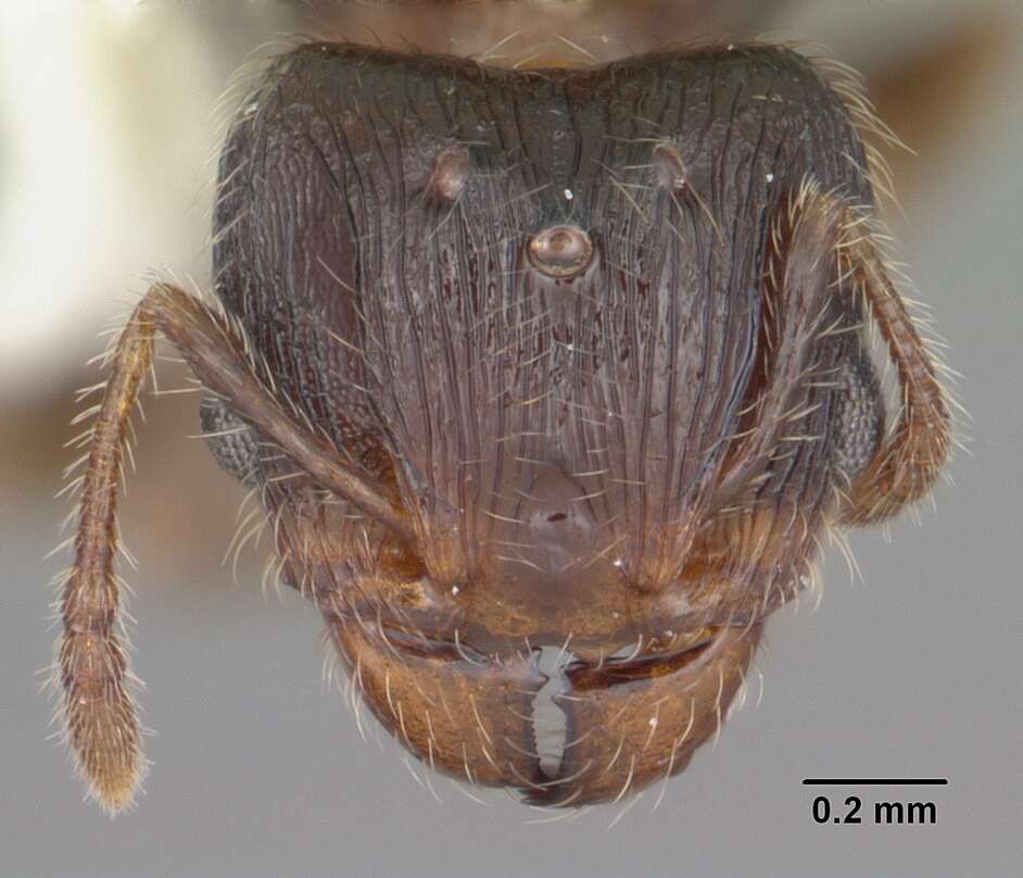 Image of Pheidole navigans