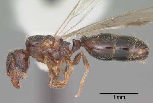 Image of Pheidole navigans